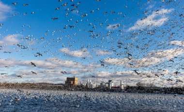 Doğal ortamdaki büyük beyaz kaz sürüsü.