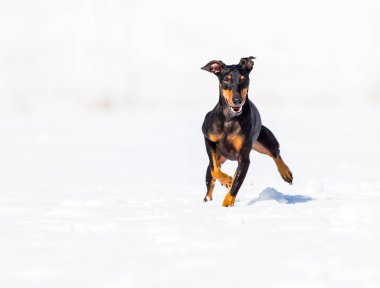 tapılası genç Doberman köpeği karda oynuyor