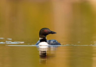 Gölde güzel bir yaban ördeği resmi.