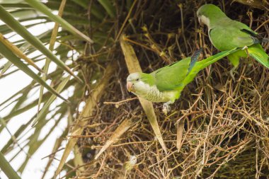 Ağaçtaki güzel yeşil papağanları yakından çek.