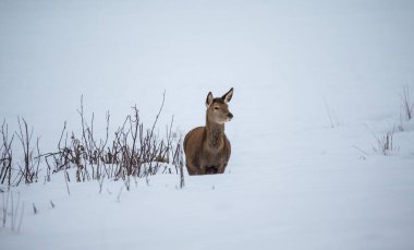 Güzel vahşi geyik kış ormanında 