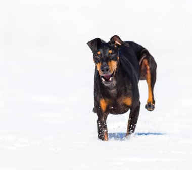 tapılası genç Doberman köpeği karda oynuyor