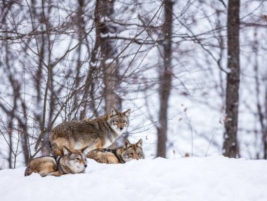 Orman çayırında bir grup vahşi kurt.