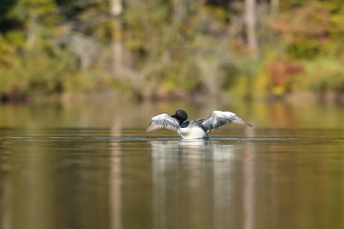 Gölde güzel bir yaban ördeği resmi.
