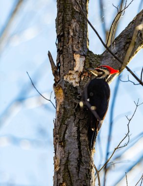 close-up shot of woodpecker perching tree