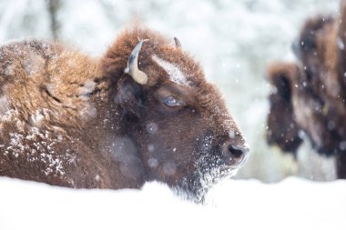 Vahşi bizonların kış ormanlarındaki manzaralı görüntüleri.