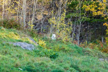 Doğadaki güzel beyaz kurdun yakın plan çekimi.