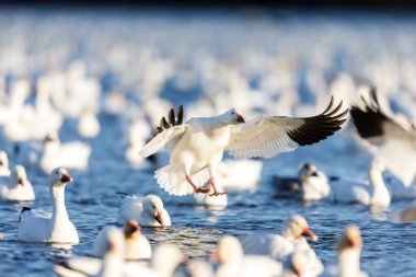 Doğal ortamdaki büyük beyaz kaz sürüsü.