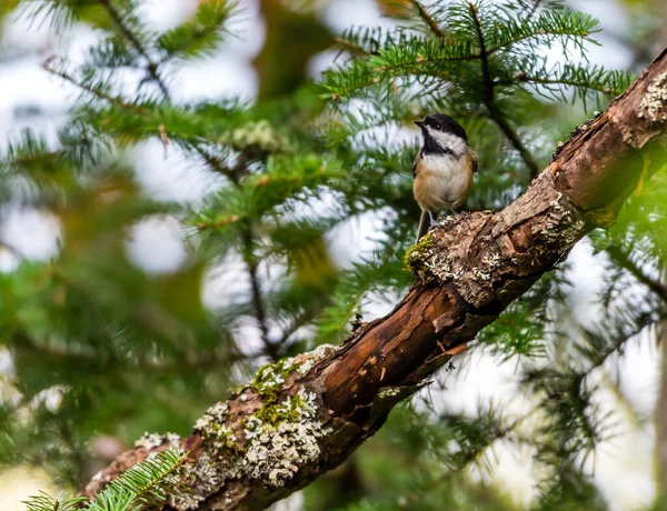 Close Beautiful Wild Bird Perching Branch — Stock Photo, Image