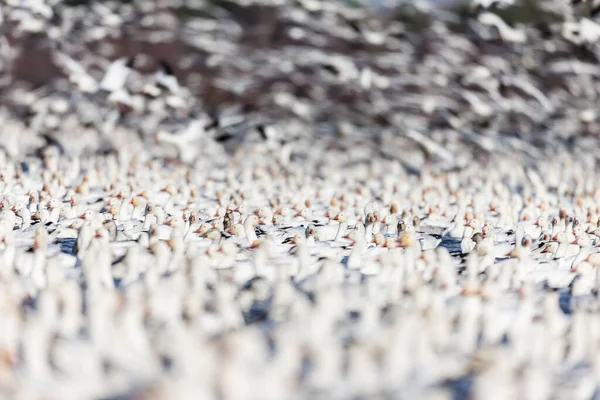 Large Flock White Geese Natural Habitat — Stock Photo, Image