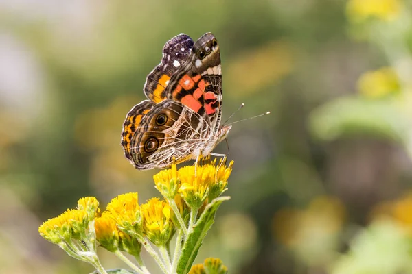 Nahaufnahme Von Schönen Schmetterling Auf Blume — Stockfoto