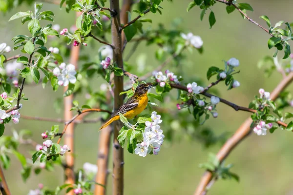 Close Shot Beautiful Bird Natural Habitat — Stockfoto