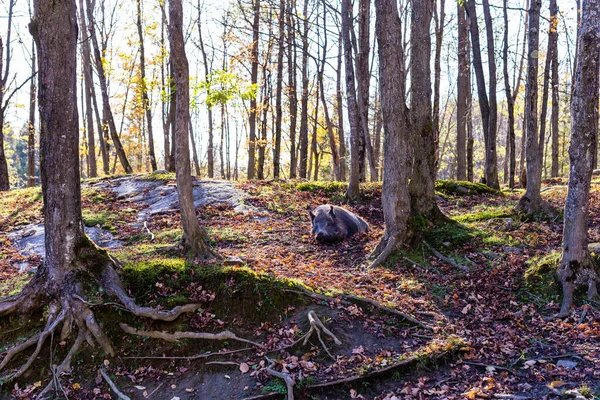 Scénický Záběr Divokého Kance Relaxace Podzimním Lese — Stock fotografie