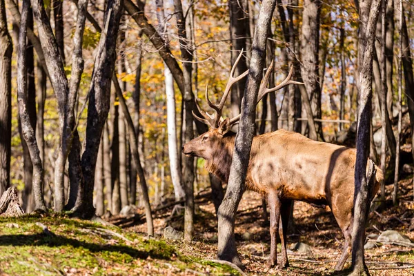 Schöne Rothirsche Wald Frühlingstag — Stockfoto