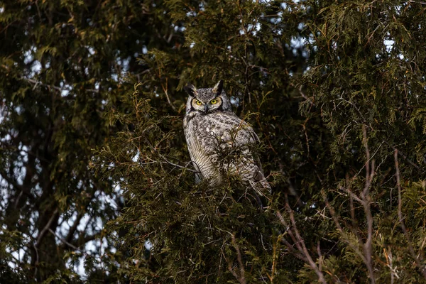 Primo Piano Colpo Bella Civetta Habitat Naturale — Foto Stock