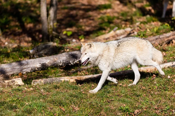 Primer Plano Hermoso Lobo Blanco Naturaleza — Foto de Stock