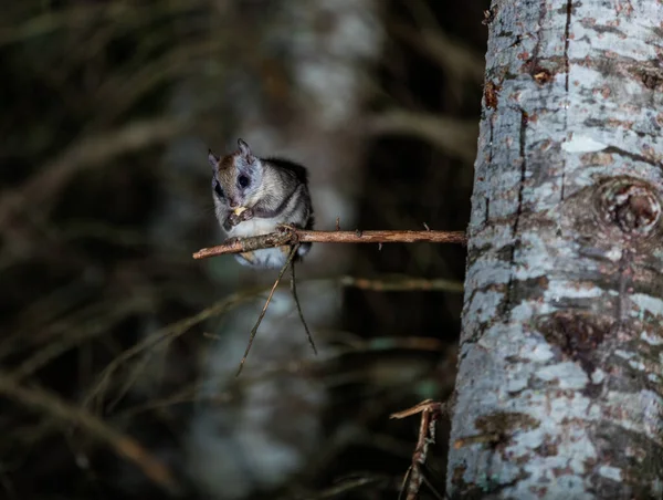Nahaufnahme Des Sibirischen Gleithörnchens Der Nacht Wald — Stockfoto