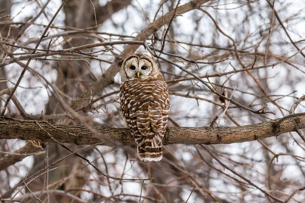 Close Shot Beautiful Owl Natural Habitat — Stock Photo, Image