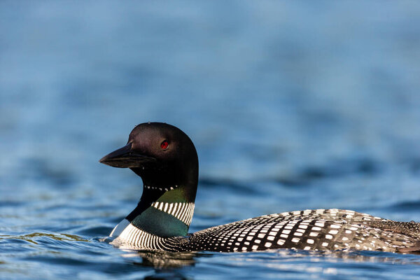 close-up shot of beautiful mallard duck on lake