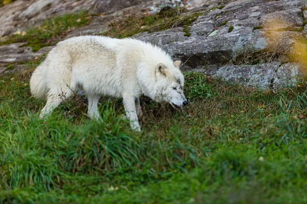 Gros Plan Beau Loup Blanc Sur Nature — Photo