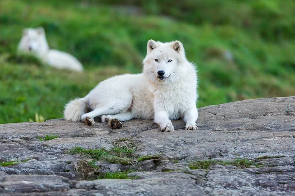 Primer Plano Hermoso Lobo Blanco Naturaleza — Foto de Stock