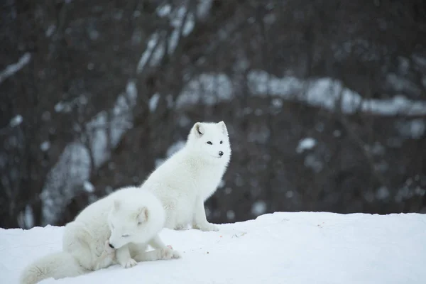 Scenic Shot Beautiful Arctic Foxes Nature —  Fotos de Stock