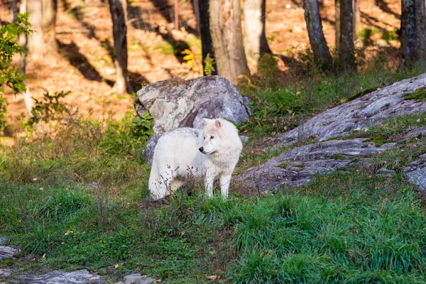 Nahaufnahme Des Schönen Weißen Wolfes Auf Die Natur — Stockfoto