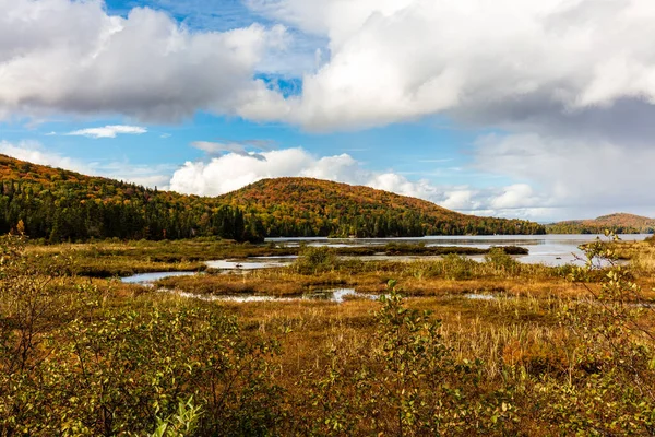 Malerische Herbstliche Waldlandschaft Als Hintergrund — Stockfoto