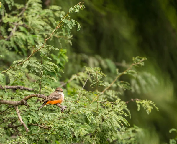 Nahaufnahme Eines Schönen Wildvogels Der Auf Einem Ast Hockt — Stockfoto