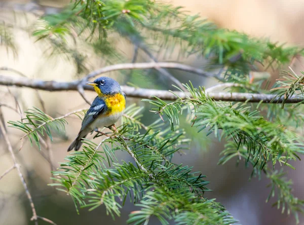 Close Beautiful Wild Bird Perching Branch — Stock Photo, Image