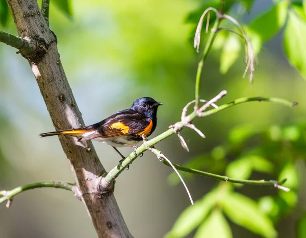 Nahaufnahme Eines Schönen Wildvogels Der Auf Einem Ast Hockt — Stockfoto