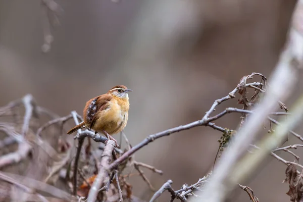 Close Beautiful Wild Bird Perching Branch — Stock Photo, Image