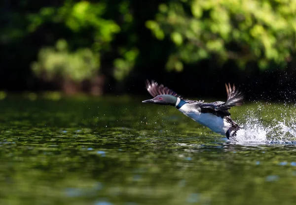 Close Tiro Belo Pato Reais Lago — Fotografia de Stock