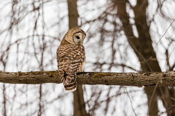 Närbild Vacker Uggla Naturlig Miljö — Stockfoto