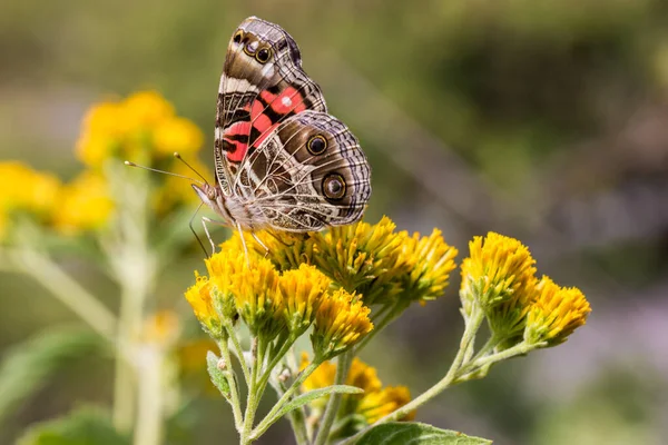 Nahaufnahme Von Schönen Schmetterling Auf Blume — Stockfoto