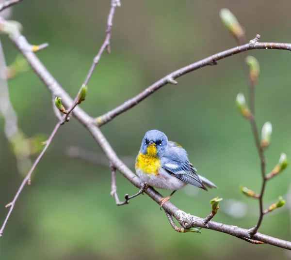 Close Beautiful Wild Bird Perching Branch — Stock Photo, Image