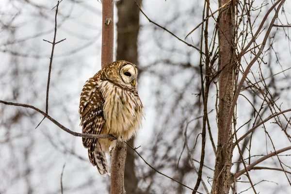 Närbild Vacker Uggla Naturlig Miljö — Stockfoto