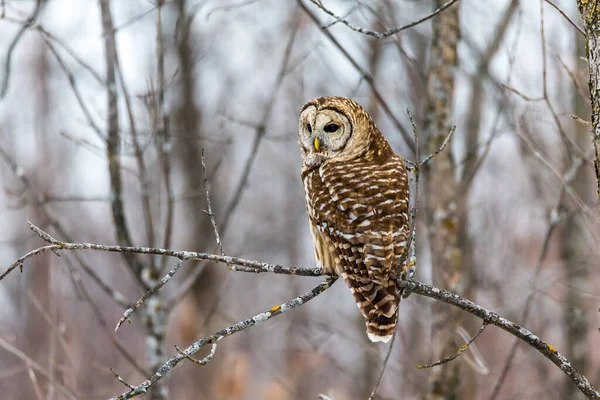 Close Shot Beautiful Owl Natural Habitat — Stock Photo, Image
