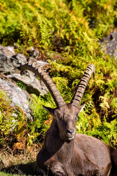 Close Shot Wild Goat Mountain Forest Autumn — Foto de Stock