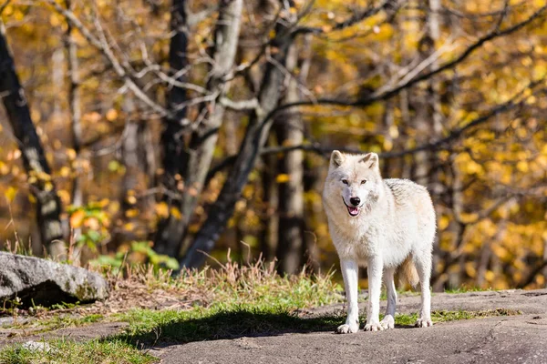 Крупним Планом Знімок Красивого Білого Вовка Природі — стокове фото