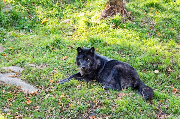 Aussichtsreiche Aufnahme Eines Wilden Schwarzen Wolfes Natürlichen Lebensraum — Stockfoto