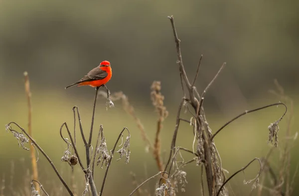 Close Shot Cardinal Bird Branch — Φωτογραφία Αρχείου