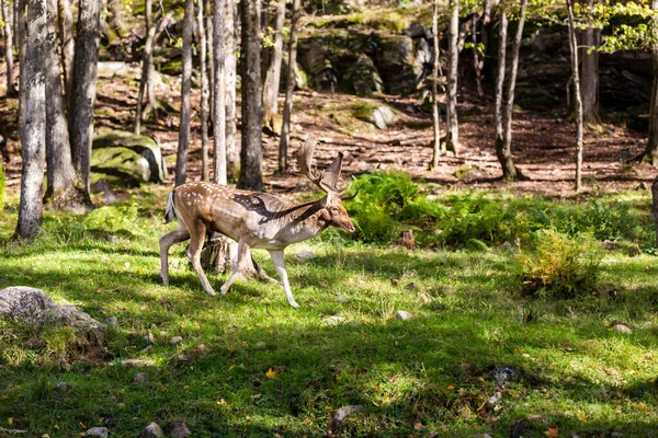 Schöne Rothirsche Wald Frühlingstag — Stockfoto