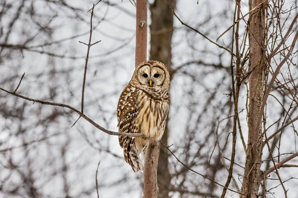 Primo Piano Colpo Bella Civetta Habitat Naturale — Foto Stock