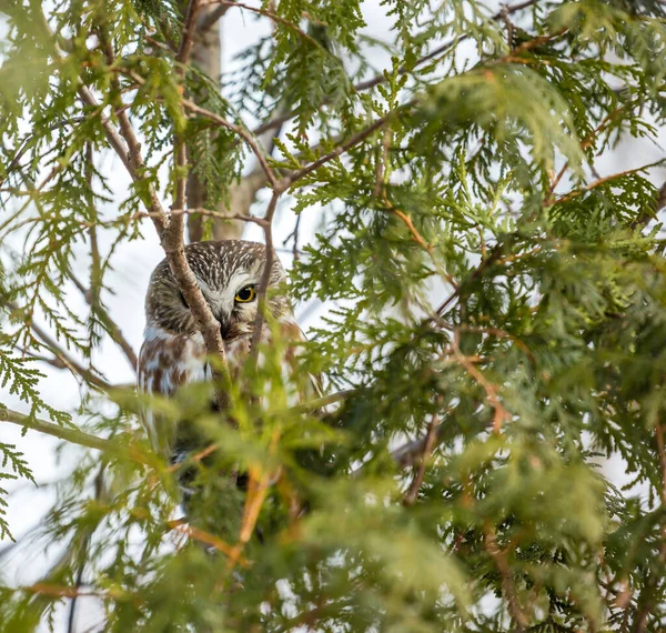 Close Tiro Coruja Bonita Habitat Natural — Fotografia de Stock