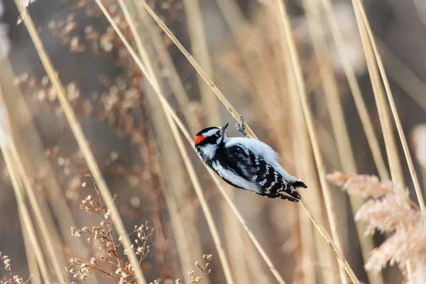 Close Shot Woodpecker Perching Straw — Φωτογραφία Αρχείου