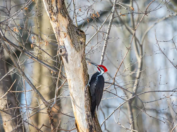 Primer Plano Hermoso Pájaro Carpintero Día Invierno — Foto de Stock