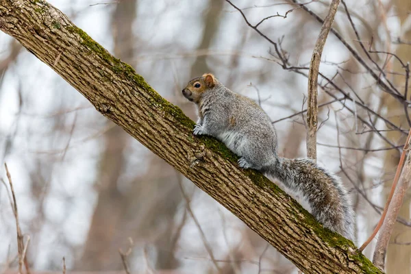 Close Shot Adorable Little Squirrel Natural Habitat — Stock Photo, Image