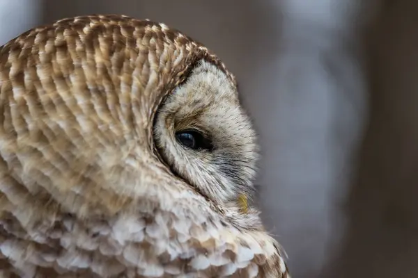 Close Shot Beautiful Owl Natural Habitat — Stock Photo, Image