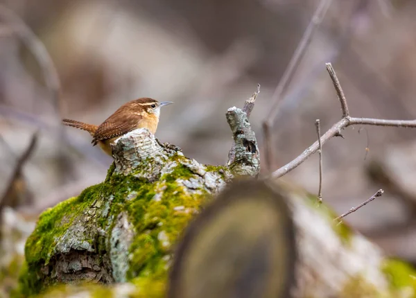 Zbliżenie Pięknego Dzikiego Ptactwa Siedzącego Gałęzi — Zdjęcie stockowe